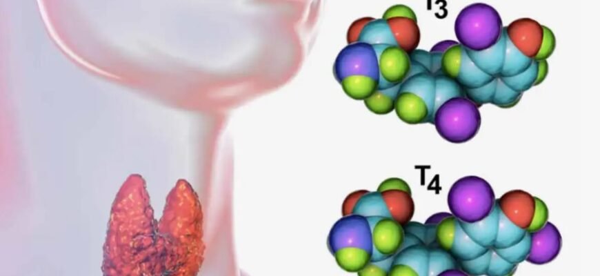 Что такое кальцитонин: ключевой гормон для здоровья костей