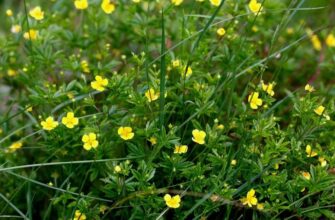 Что такое калган: лечебные свойства и применение в народной медицине