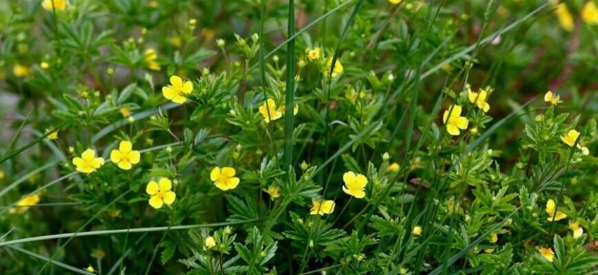 Что такое калган: лечебные свойства и применение в народной медицине