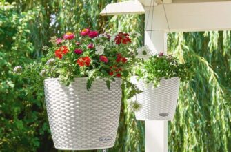 Кашпо: что это такое и как использовать для украшения дома