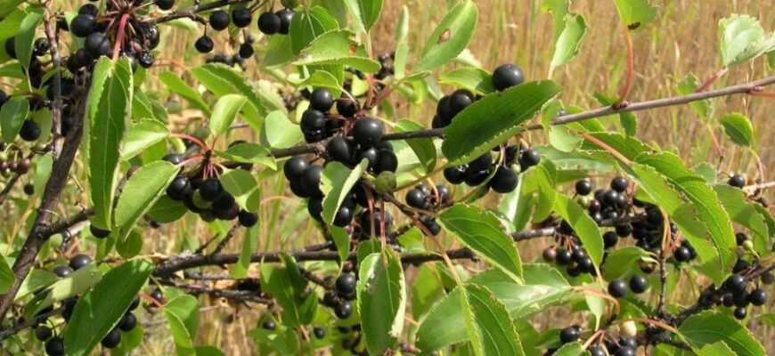 Крушина: Полезные свойства и применение в медицине и кулинарии