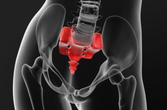 Что такое копчик: функции, строение и возможные проблемы