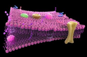 Что такое мембрана: важнейший компонент в биологии и технологиях