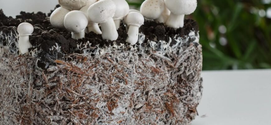 Что такое мицелий гриба: функции, строение и значимость в природе