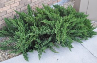 Что такое можжевельник: описание, виды и полезные свойства