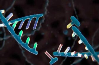 Что такое мутация: основные виды и их влияние на организм человека