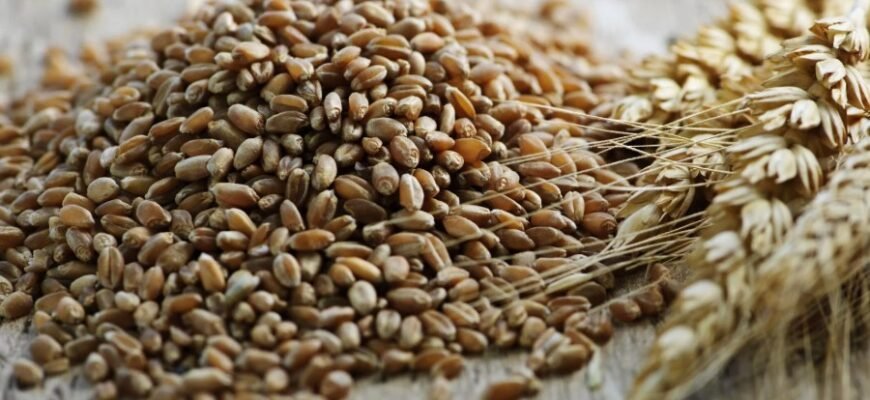 Что такое натура зерна: ключевые свойства и характеристики злаков
