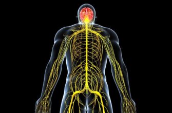 Полное руководство по нервной системе: функции, виды и важность