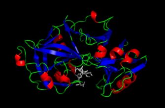 Что такое пепсин: функции, роль в пищеварении и источники фермента