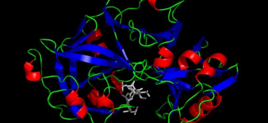 Что такое пепсин: функции, роль в пищеварении и источники фермента