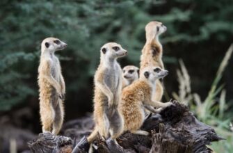 Что такое популяция: определение, виды и значимость для экосистем