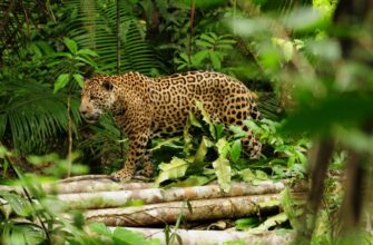 Что такое поведение животных: основные аспекты и примеры изучения