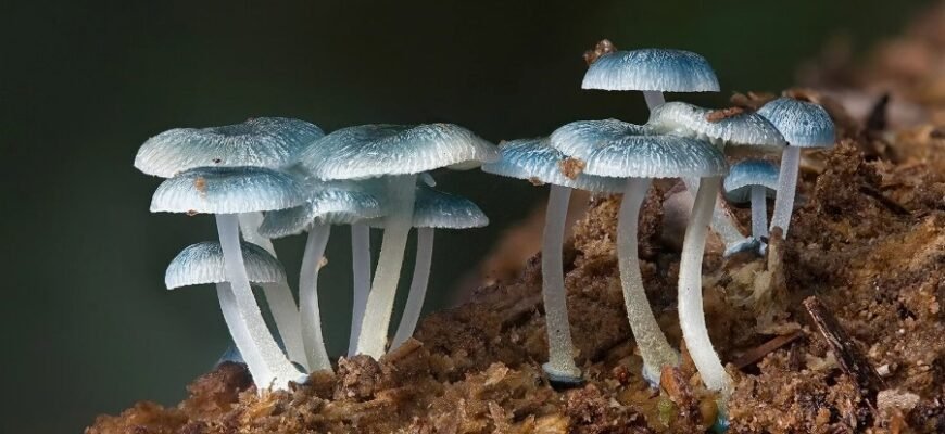 Редуценты: роль и значение в экосистемах для разложения веществ Редуценты: роль и значение в экосистемах для разложения веществ