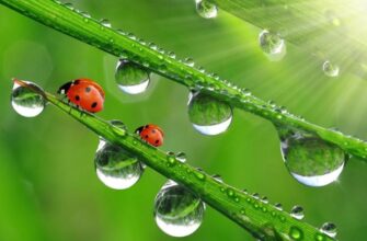 Что такое роса: причины образования и влияние на природу