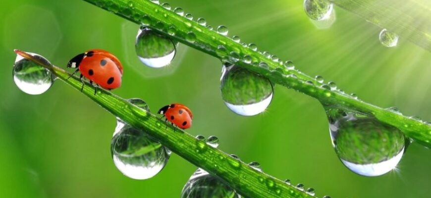 Что такое роса: причины образования и влияние на природу