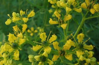 Что такое рута: значение, виды и применение в современной жизни