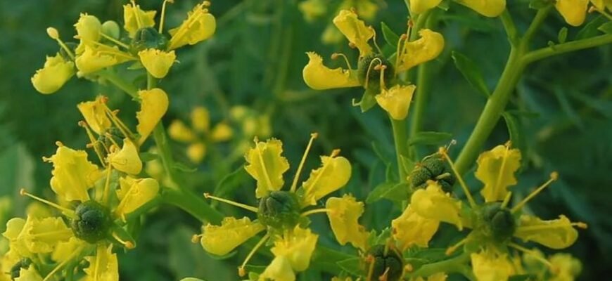 Что такое рута: значение, виды и применение в современной жизни