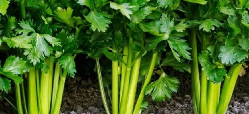 Что такое сельдерей: польза, виды и советы по употреблению