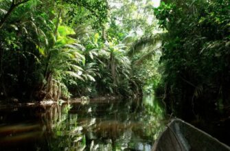 Что такое сельва: определение, особенности и важность экосистемы