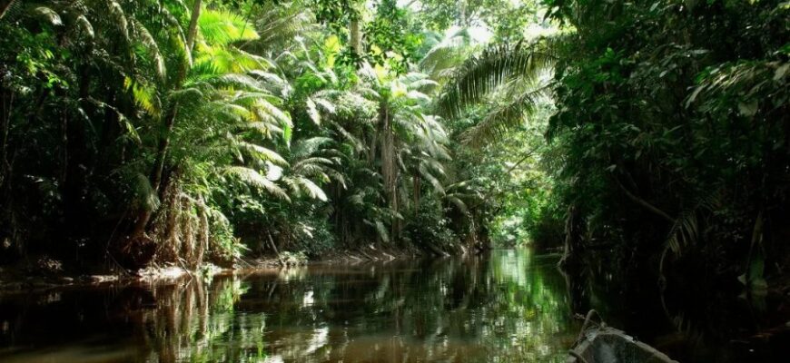 Что такое сельва: определение, особенности и важность экосистемы