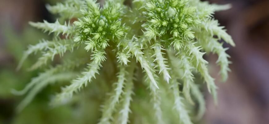 Что такое сфагнум: ключевые свойства и применения мха в природе Что такое сфагнум: ключевые свойства и применения мха в природе