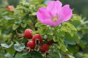 Что такое шиповник: полезные свойства и применение в быту