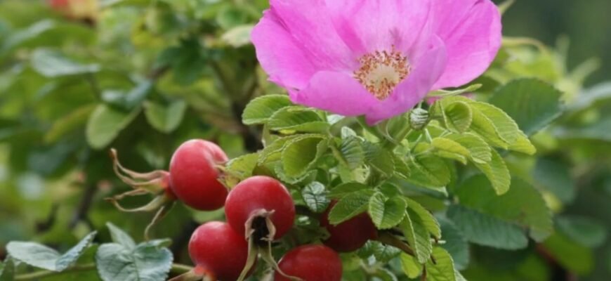 Что такое шиповник: полезные свойства и применение в быту