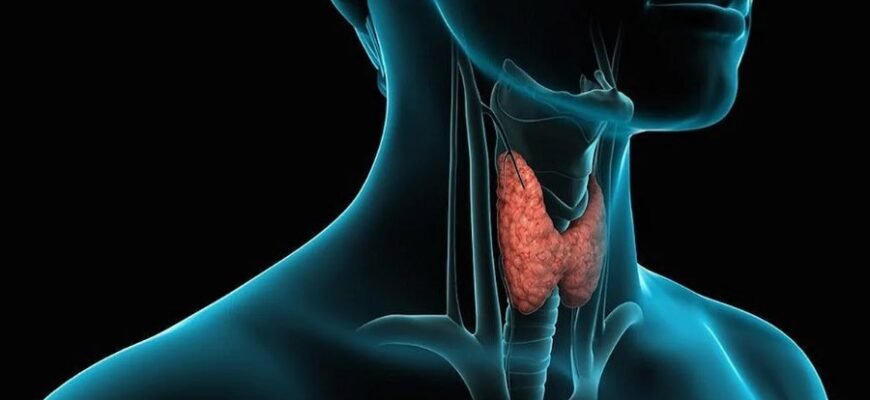 Щитовидная железа: функции, важность и влияние на здоровье человека