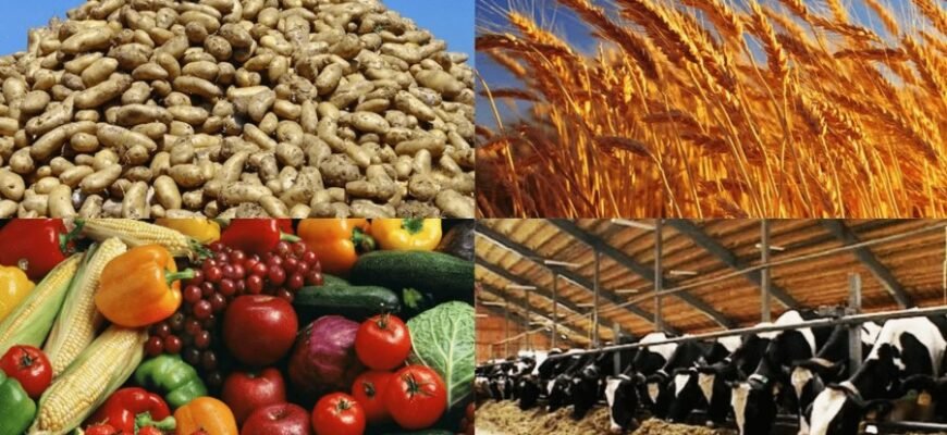 Что такое сельское хозяйство: основы и значимость для общества