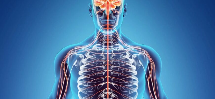 Что такое система органов: функции, структура и основные элементы
