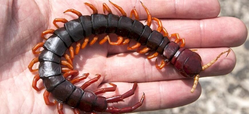 Что такое сколопендра: особенности, среда обитания и опасность для человека