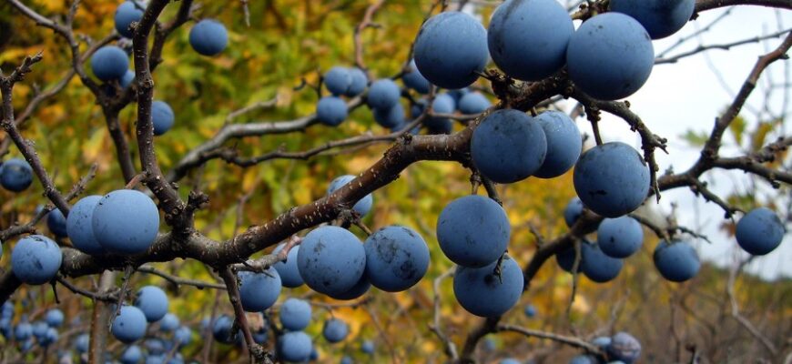 Что такое терн и как его использовать: полное руководство для новичков