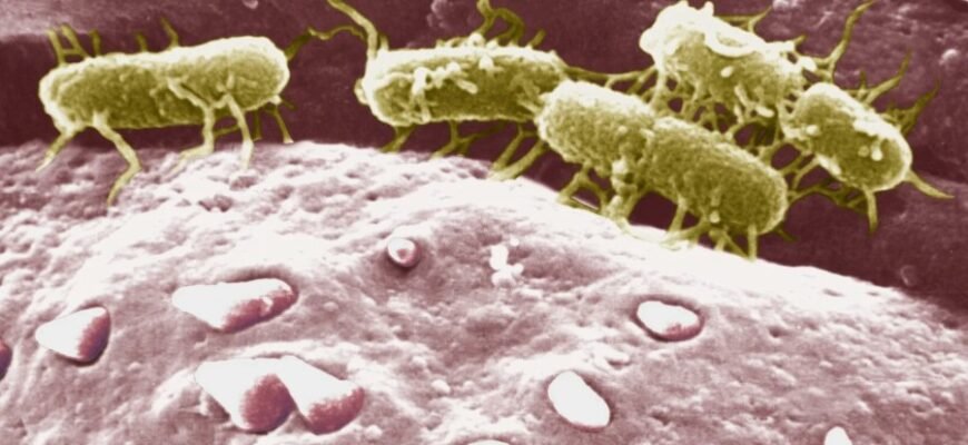 Что такое тиф: симптомы, причины и методы профилактики болезни