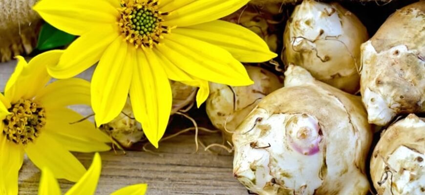 Топинамбур: Польза, выращивание и применение земляной груши
