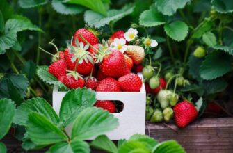 Что такое трускавки: описание, свойства и способы употребления