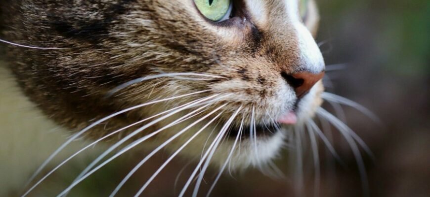 Что такое вибриссы: значение вибриссов в жизни животных и людей