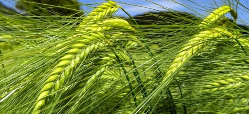 Ячмень: причины, симптомы и методы лечения этого заболевания