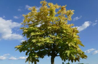 Явор: значение, особенности и применение этого дерева в природе