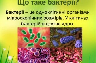 Що таке бактерії: Роль та вплив на здоров’я людини та природу