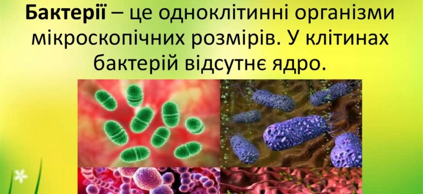 Що таке бактерії: Роль та вплив на здоров’я людини та природу