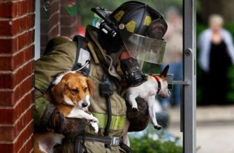 Людяність: розкриття поняття та значення для сучасного суспільства