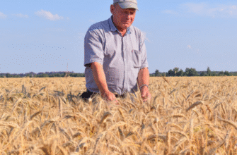 Все про жнива: значення, процес і важливість в аграрному циклі