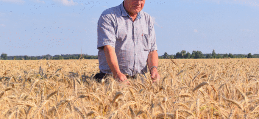 Все про жнива: значення, процес і важливість в аграрному циклі