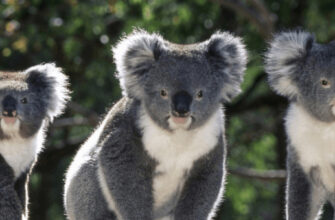 Ендеміки: визначення, класифікація та їх значення для біорізноманіття