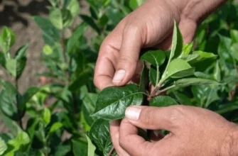 Чому дерева яблунь з розсадників гарно приживаються на ділянці?