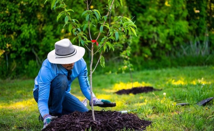 саджанці яблуні