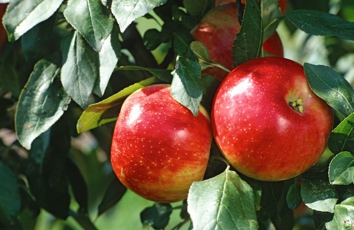 саджанці яблуні