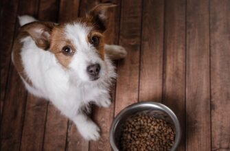 Пищевая привередливость или капризы: что делать, если собака отказывается от еды?