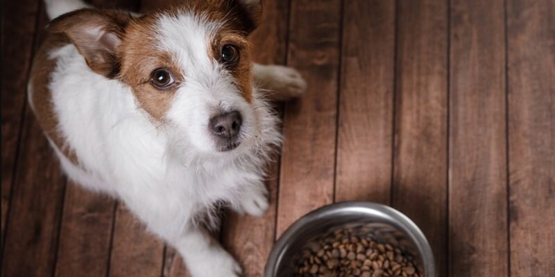 Пищевая привередливость или капризы: что делать, если собака отказывается от еды?