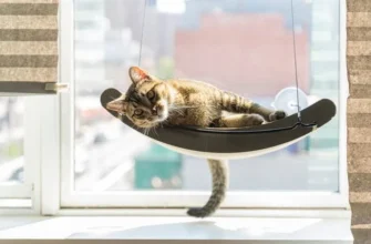 Затишок для улюбленця: як правильно облаштувати особистий простір для кота у міській квартирі